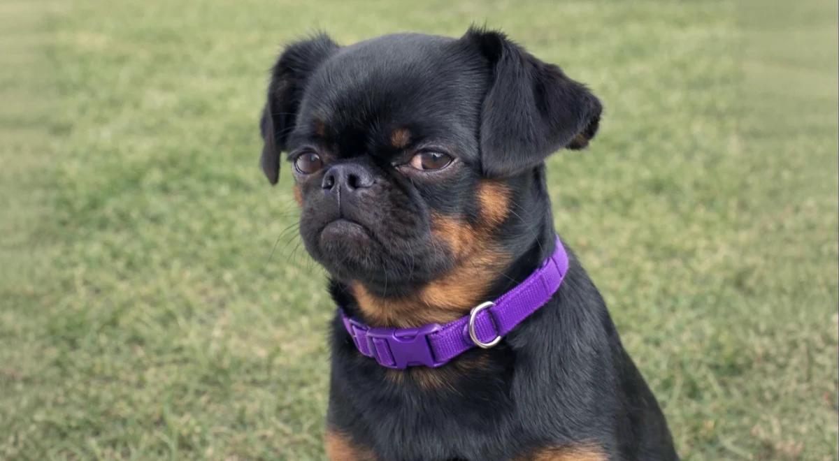 Black small dog with a purple collar sitting on green grass, looking at the camera β a popular viral content idea for social media pet accounts