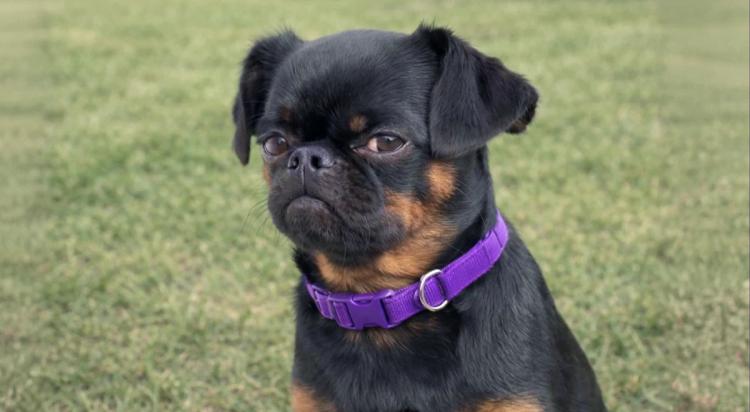 Black small dog with a purple collar sitting on green grass, looking at the camera — a popular viral content idea for social media pet accounts